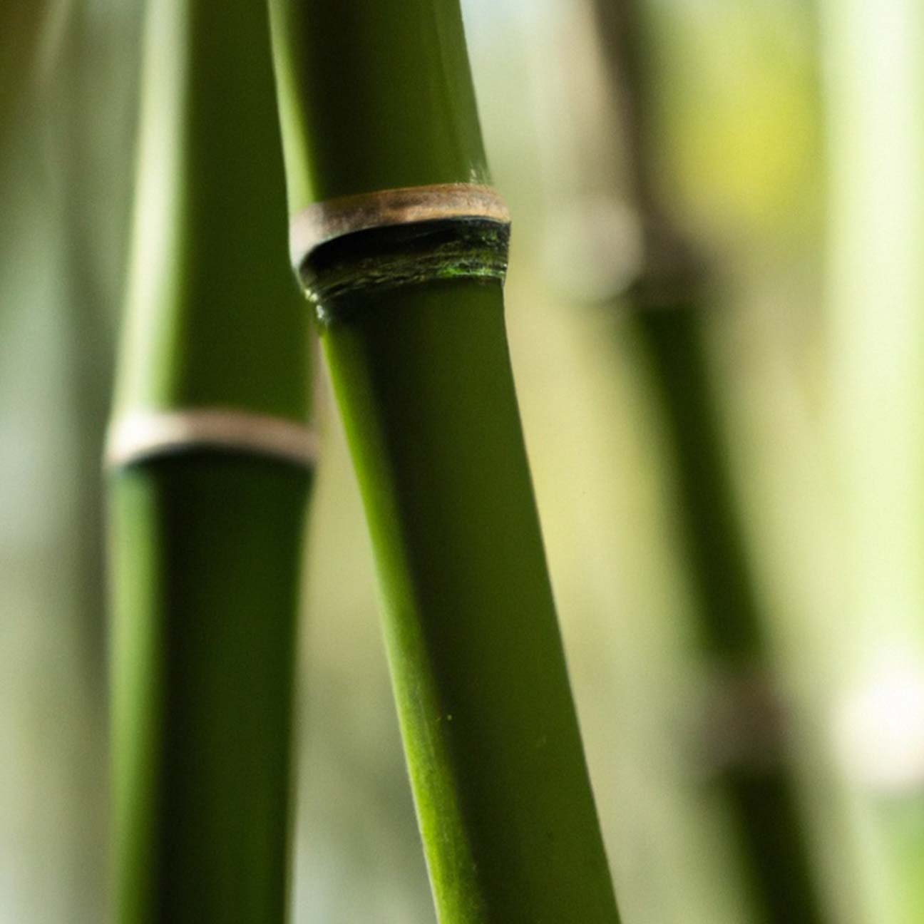 Bamboo Extract (G-HD) image 2